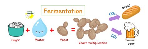 yeast and sugar fermentation|Fermentation of glucose using yeast .